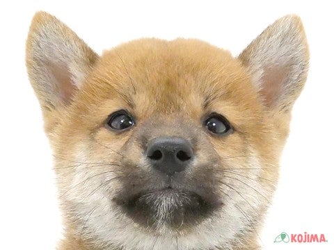 東京都の豆柴 (コジマ練馬店/2024年5月24日生まれ/男の子/赤)の子犬