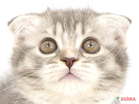 埼玉県のスコティッシュフォールド (コジマ和光店/2024年5月26日生まれ/女の子/ブルーシルバーパッチドタビーホワイト)の子猫