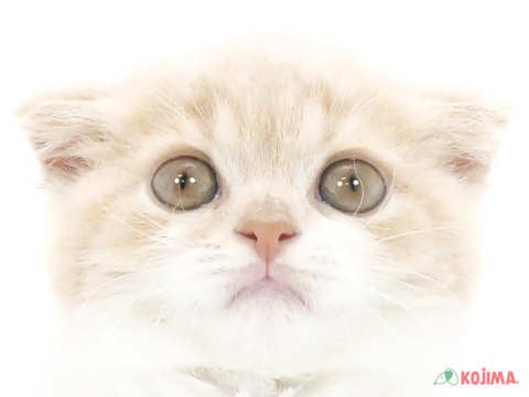 茨城県のスコティッシュフォールド (コジマイーアスつくば店/2024年5月25日生まれ/男の子/クリームタビーホワイト)の子猫