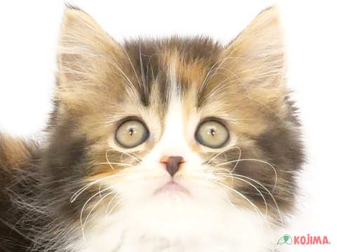 東京都のスコティッシュストレート (コジマ木場店/2024年5月25日生まれ/女の子/ブラウンパッチドタビーホワイト)の子猫