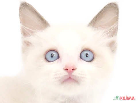 東京都のラグドール (コジマ阿佐ヶ谷店/2024年5月26日生まれ/男の子/ブルーポイントバイカラー)の子猫
