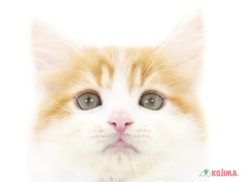 神奈川県のラガマフィン (コジマ横浜青葉店/2024年5月26日生まれ/男の子/レッドタビーホワイト)の子猫