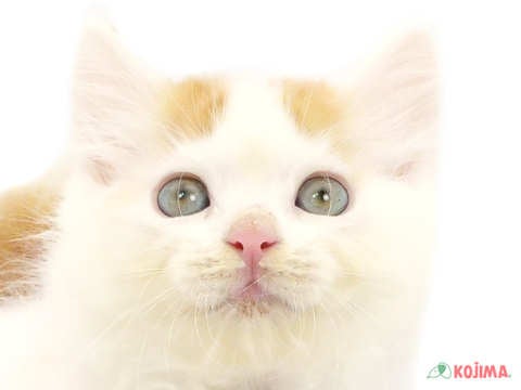 埼玉県のラガマフィン (コジマ戸田公園店/2024年5月26日生まれ/男の子/レッドタビーホワイト)の子猫