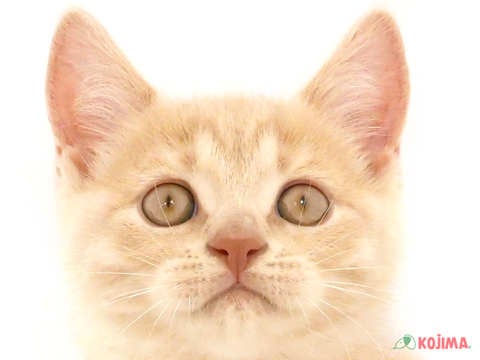 東京都のブリティッシュショートヘアー (コジマ練馬店/2024年5月21日生まれ/男の子/クリームタビー)の子猫