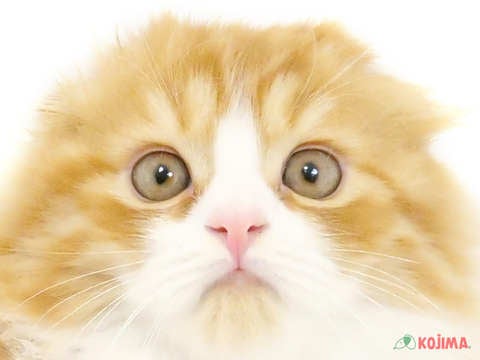 東京都のスコティッシュフォールド (コジマ目黒店/2024年5月6日生まれ/男の子/レッドタビーホワイト)の子猫