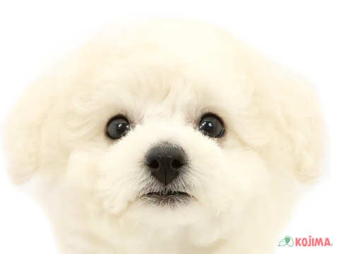神奈川県のビションフリーゼ (コジマアリオ橋本店/2024年5月17日生まれ/男の子/ホワイト)の子犬