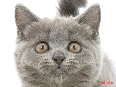 埼玉県のブリティッシュショートヘアー (コジマ和光店/2024年5月19日生まれ/女の子/ブルー)の子猫