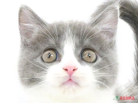東京都のブリティッシュショートヘアー (コジマアリオ葛西店/2024年5月19日生まれ/男の子/ブルーホワイト)の子猫
