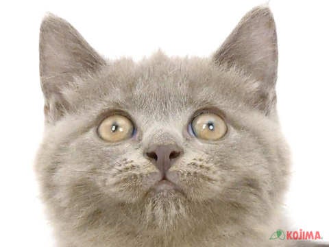 東京都のブリティッシュショートヘアー (コジマ足立店/2024年5月19日生まれ/女の子/ブルー)の子猫