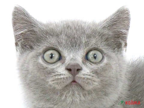 埼玉県のブリティッシュショートヘアー (コジマ浦和店/2024年5月23日生まれ/男の子/ブルー)の子猫