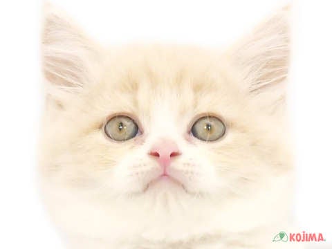 千葉県のスコティッシュストレート (コジマ松戸店/2024年5月26日生まれ/男の子/クリームタビーホワイト)の子猫
