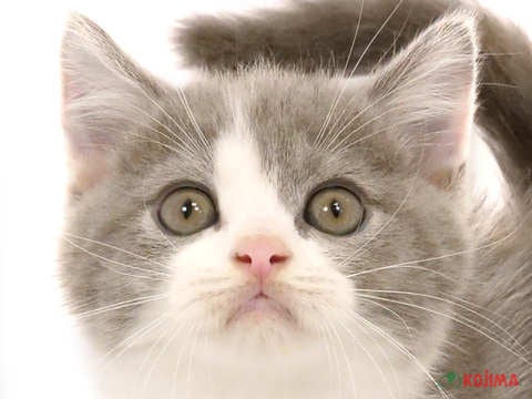 千葉県のブリティッシュショートヘアー (コジマアリオ柏店/2024年5月25日生まれ/男の子/ブルーホワイト)の子猫
