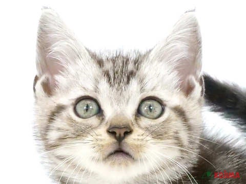 東京都のアメリカンショートヘアー (コジマアリオ葛西店/2024年5月23日生まれ/男の子/シルバータビー)の子猫