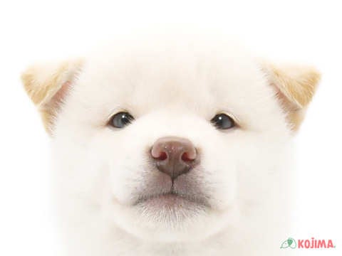 神奈川県の柴犬(標準サイズ) (コジマ横浜青葉店/2024年5月26日生まれ/男の子/白)の子犬