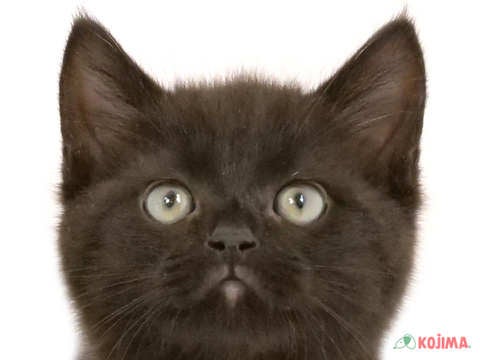 埼玉県のスコティッシュストレート (コジマモラージュ菖蒲店/2024年5月22日生まれ/男の子/ブラック)の子猫