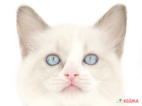 東京都のラグドール (コジマソコラ用賀店/2024年5月26日生まれ/女の子/ブルーポイントバイカラー)の子猫