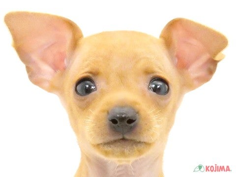 埼玉県のミニチュアピンシャー (コジマ和光店/2024年5月17日生まれ/女の子/レッド)の子犬