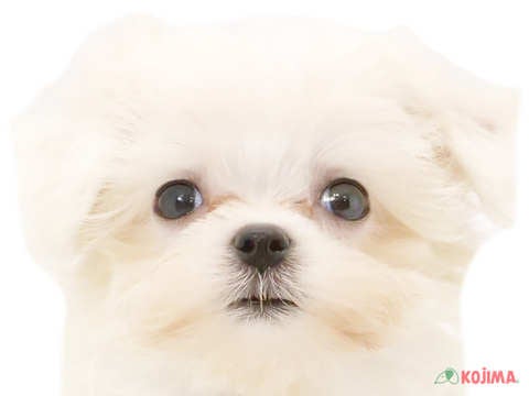東京都のマルチーズ (コジマGRAND亀戸店/2024年5月25日生まれ/男の子/ホワイト)の子犬