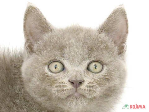 東京都のブリティッシュショートヘアー (コジマ新小岩店/2024年5月24日生まれ/男の子/ブルー)の子猫