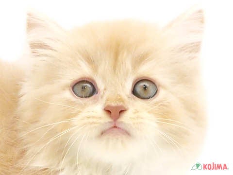 埼玉県のスコティッシュストレート (コジマ三郷店/2024年5月25日生まれ/男の子/クリームタビーホワイト)の子猫