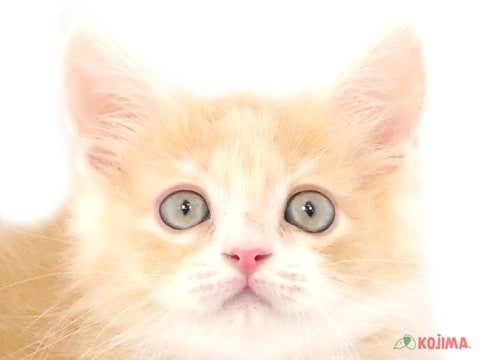 東京都のサイベリアン (コジマ青戸店/2024年5月24日生まれ/女の子/クリームタビーホワイト)の子猫