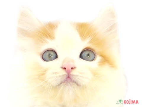 東京都のラガマフィン (コジマアリオ西新井店/2024年5月26日生まれ/男の子/レッドタビーホワイト)の子猫