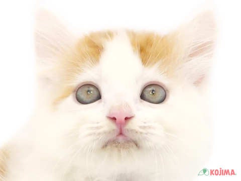 東京都のラガマフィン (コジマアリオ葛西店/2024年5月26日生まれ/男の子/レッドタビーホワイト)の子猫