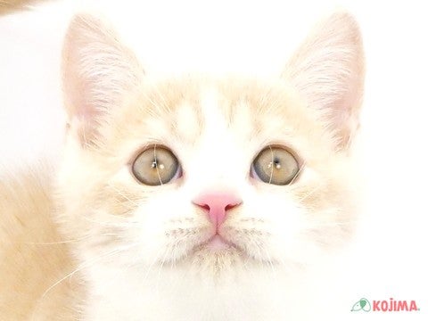東京都のブリティッシュショートヘアー (コジマソコラ用賀店/2024年5月21日生まれ/男の子/クリームタビーホワイト)の子猫