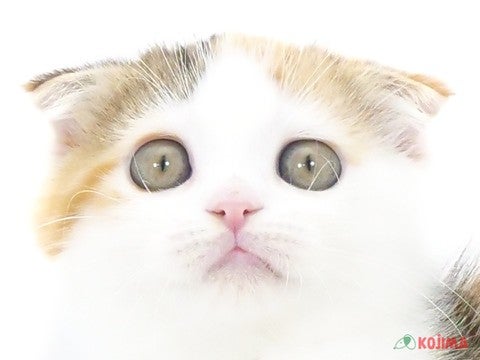 東京都のスコティッシュフォールド (コジマ練馬店/2024年5月17日生まれ/女の子/ブラウンパッチドタビーホワイト)の子猫