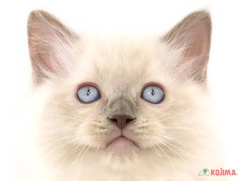 千葉県のラグドール (コジマアリオ柏店/2024年5月26日生まれ/男の子/ブルーポイントバイカラー)の子猫