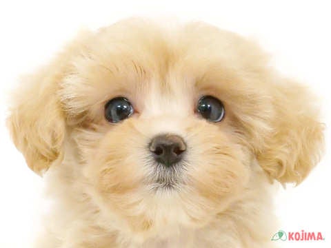 東京都のマルプー(マルチーズ×プードル) (コジママチノマ大森店/2024年5月24日生まれ/女の子/アプリコットホワイト)の子犬