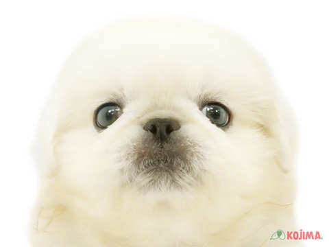 神奈川県のペキニーズ (コジマニトリモール相模原店/2024年5月25日生まれ/男の子/ホワイト)の子犬