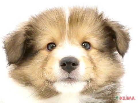 東京都のシェットランドシープドッグ (コジマ花小金井店/2024年5月22日生まれ/男の子/セーブルホワイト)の子犬