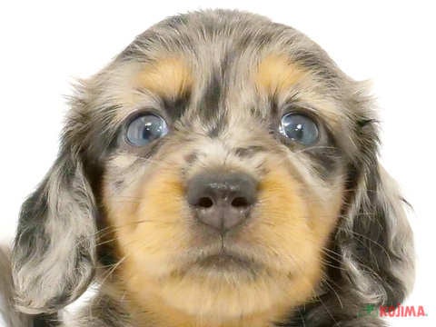 千葉県のカニンヘンダックスフンド(ロング) (コジマウエルケアセンター/2024年5月27日生まれ/女の子/シルバーダップル)の子犬