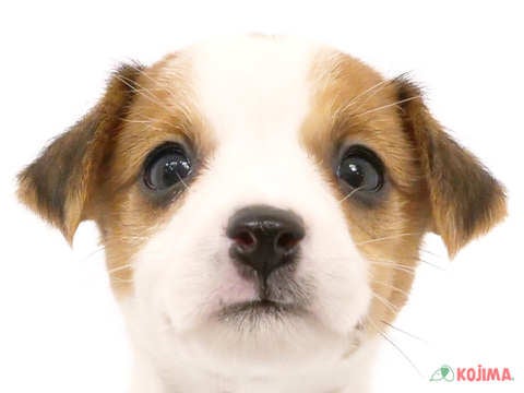 千葉県のジャックラッセルテリア (コジマウエルケアセンター/2024年5月26日生まれ/女の子/ホワイトタン)の子犬