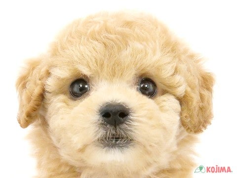 埼玉県のビションプー(ビションフリーゼ×プードル) (コジマ大宮店/2024年5月26日生まれ/女の子/アプリコット)の子犬