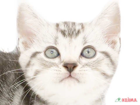 千葉県のアメリカンショートヘアー (コジマウエルケアセンター/2024年5月26日生まれ/男の子/シルバータビー)の子猫