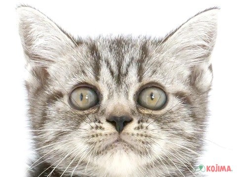 千葉県のアメリカンショートヘアー (コジマウエルケアセンター/2024年5月23日生まれ/女の子/シルバータビー)の子猫