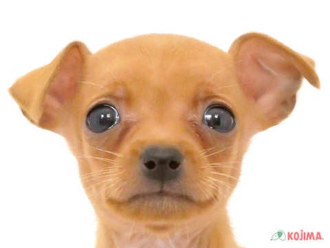 神奈川県のミニチュアピンシャー (コジマ横浜青葉店/2024年5月26日生まれ/女の子/レッド)の子犬
