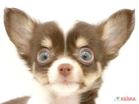 千葉県のチワワ(ロング) (コジマウエルケアセンター/2024年5月24日生まれ/男の子/チョコレートタンホワイト)の子犬