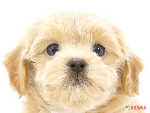 千葉県のチワプー/プーチー(チワワ×プードル) (コジマウエルケアセンター/2024年5月25日生まれ/男の子/アプリコット)の子犬