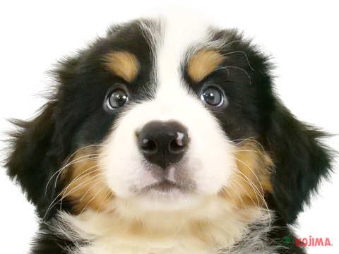 千葉県のバーニーズマウンテンドッグ (コジマウエルケアセンター/2024年5月25日生まれ/男の子/ブラックラストホワイト)の子犬
