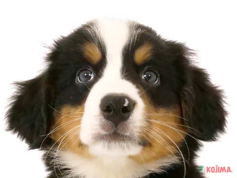 千葉県のバーニーズマウンテンドッグ (コジマウエルケアセンター/2024年5月25日生まれ/女の子/ブラックラストホワイト)の子犬