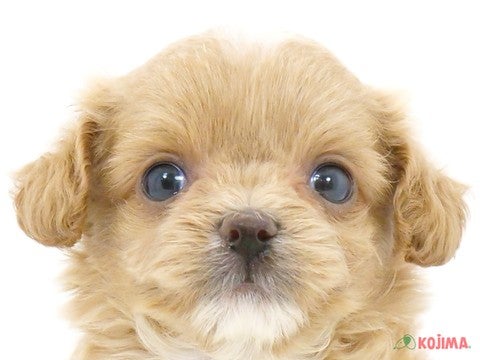 千葉県のチワプー/プーチー(チワワ×プードル) (コジマウエルケアセンター/2024年5月25日生まれ/女の子/アプリコット)の子犬