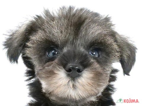 千葉県のミニチュアシュナウザー (コジマウエルケアセンター/2024年5月27日生まれ/女の子/ソルトペッパー)の子犬