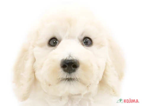 東京都のスタンダードプードル (コジマ国分寺店/2024年5月23日生まれ/女の子/ホワイト)の子犬