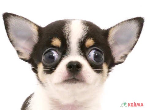神奈川県のチワワ(スムース) (コジマアリオ橋本店/2024年5月20日生まれ/男の子/ブラックタンホワイト)の子犬
