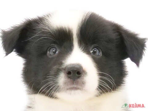 千葉県のボーダーコリー (コジマアリオ柏店/2024年5月25日生まれ/女の子/ブラックホワイト)の子犬