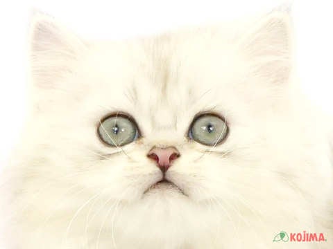 千葉県のペルシャ (コジマウエルケアセンター/2024年5月16日生まれ/男の子/チンチラシルバー)の子猫