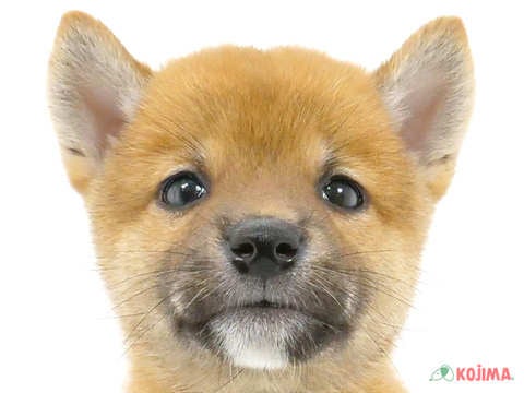 埼玉県の柴犬(標準サイズ) (コジマ大宮店/2024年5月26日生まれ/男の子/赤)の子犬
